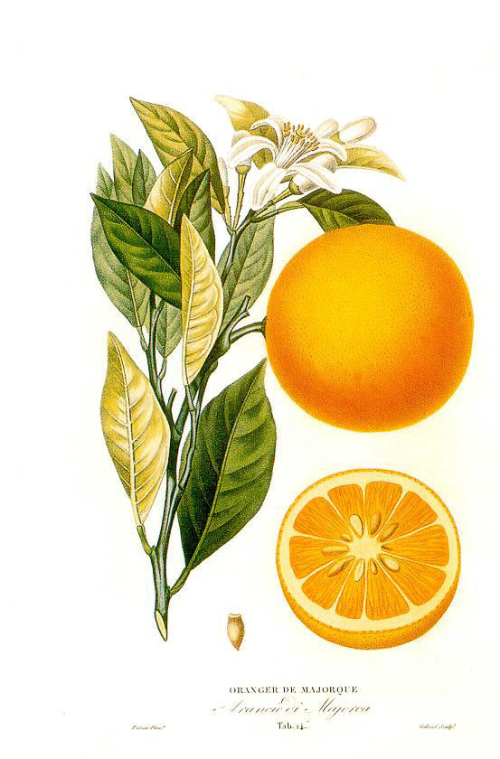 Citrus sinensis